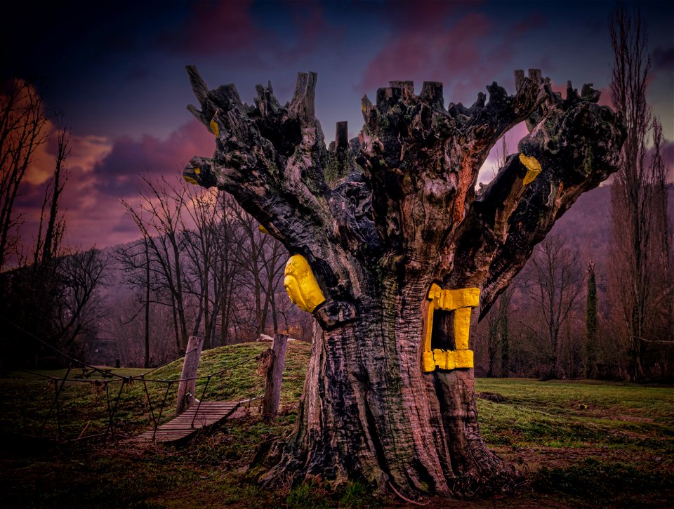 El viejo arbol