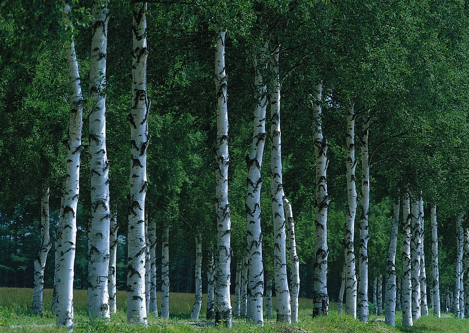 the famous big sequoia trees are standing
