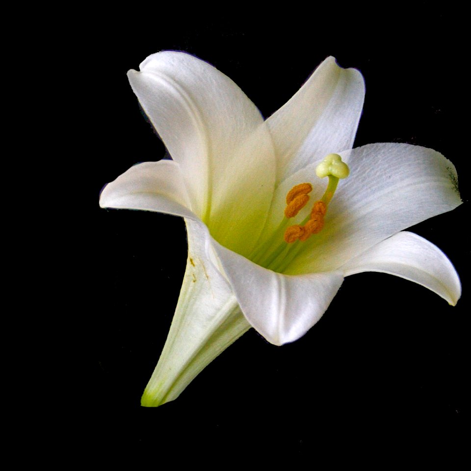 Toronto Ontario - Canada - Allan Gardens Conservatory - Toronto Tropical Garden -  White Lily Macro