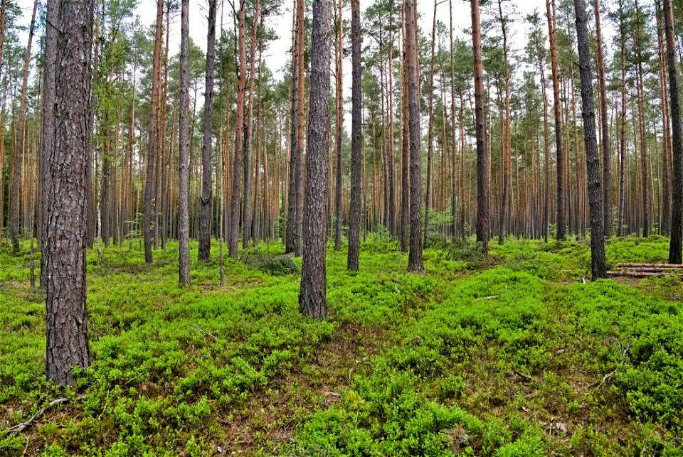 LSG Fürstenberger Wald- und Seengebiet 06