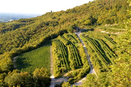 Vigneti della valpolicella - Azienda Agraria Lorenzo Fidora
