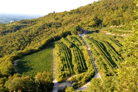 Vigneti della valpolicella - Azienda Agraria Lorenzo Fidora photo