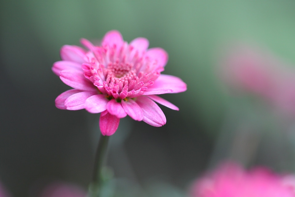 Macro garden flowers