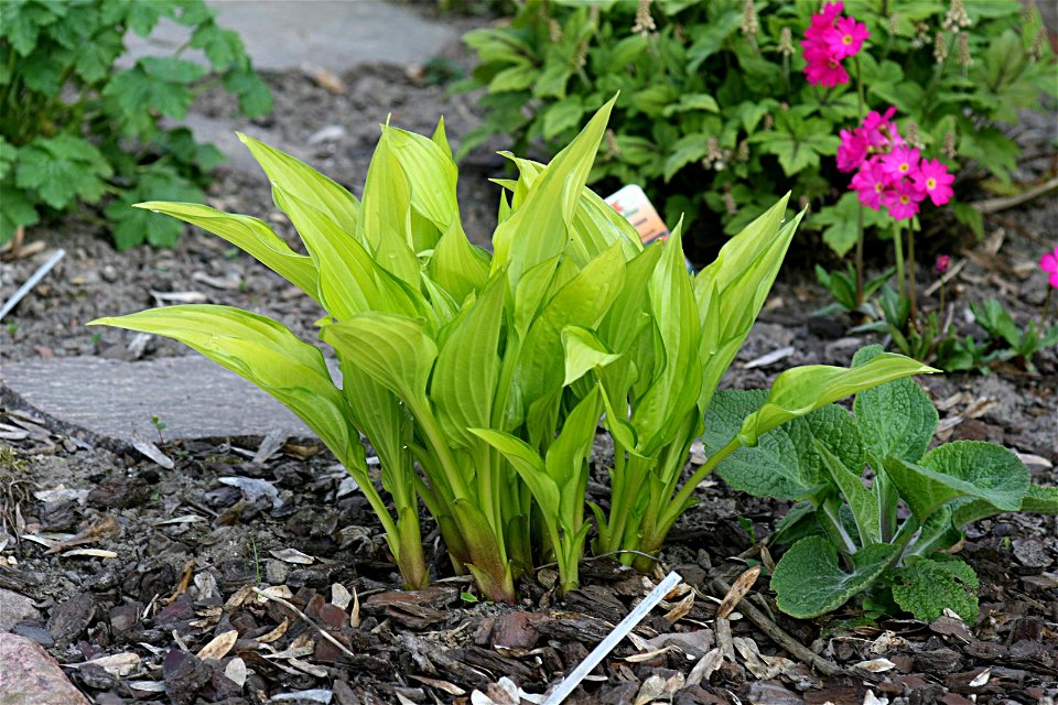 Hosta 'Chinese Sunrise'