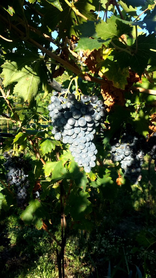 Uva Valpolicella | Lorenzo Fidora