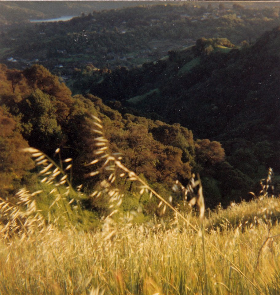 HAYES-BRIONES ABOVE LAFAYETTE,CA.