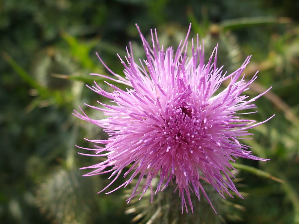 Nature purple thistle flower