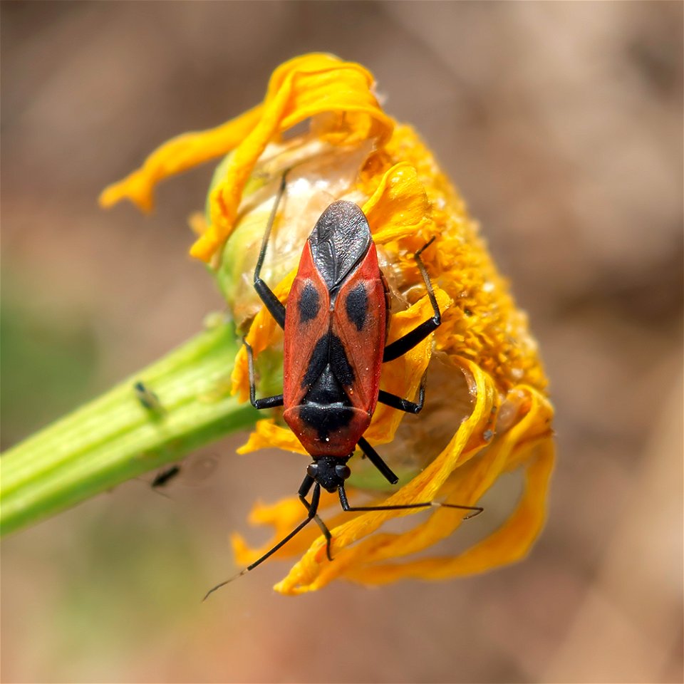 Calocoris nemoralis