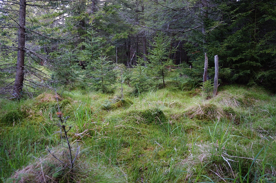 Forest Deer Run Trail Canaan Valley, West Virginia