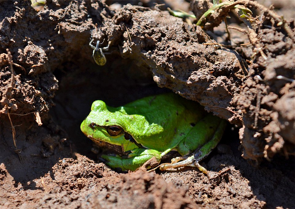 European Tree Frog (Hyla arborea)