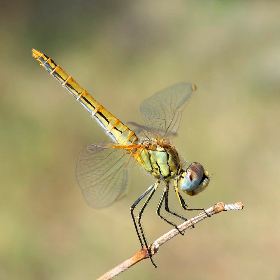 Red-Veined Darter