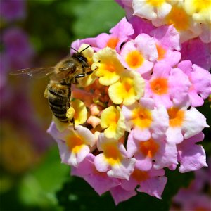 Honey Bee (Apis mellifera) on Lantana camara photo