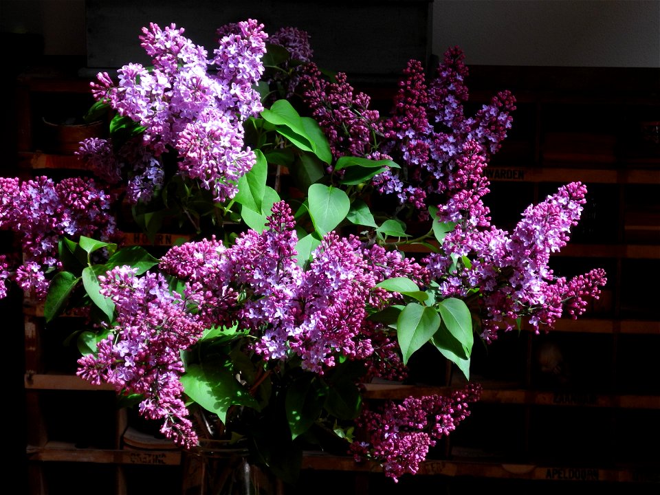 Lilac wine is sweet.....