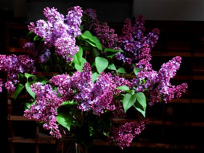 Lilac wine is sweet.....