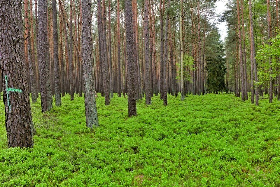 NSG Kleine Schorfheide 02