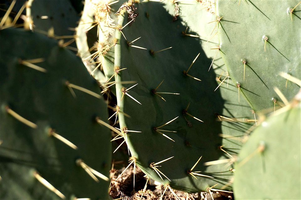 Tall Prickly-Pear