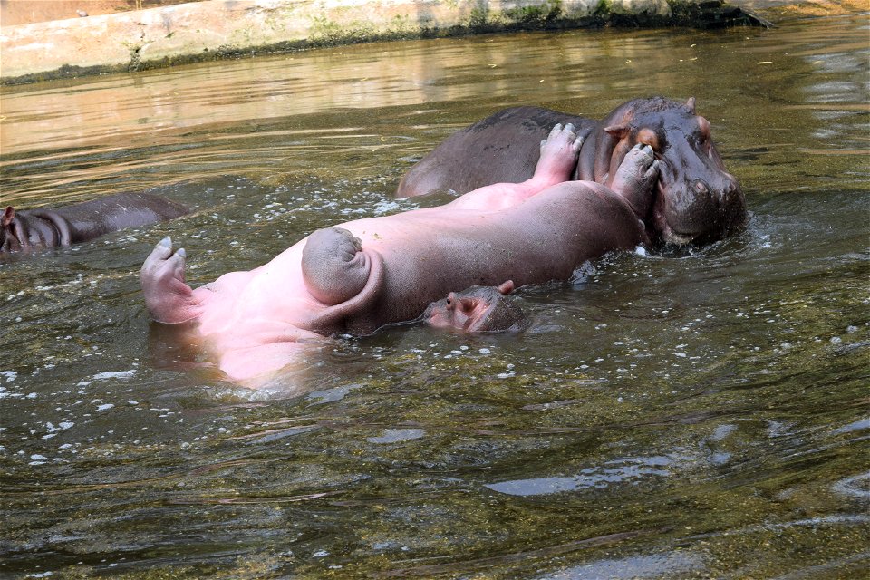 Hippopotamus amphibius