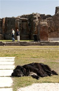A stray dog of Pompeii