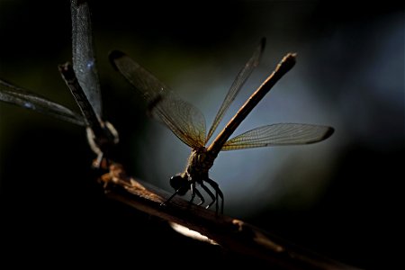 Couple of Dragonflies 1 photo