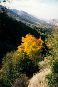 HAYES-M.D.-HOPS BUSH NEAR BASE OF EGALS PEAK