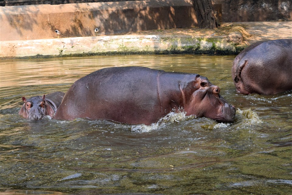 Hippopotamus amphibius