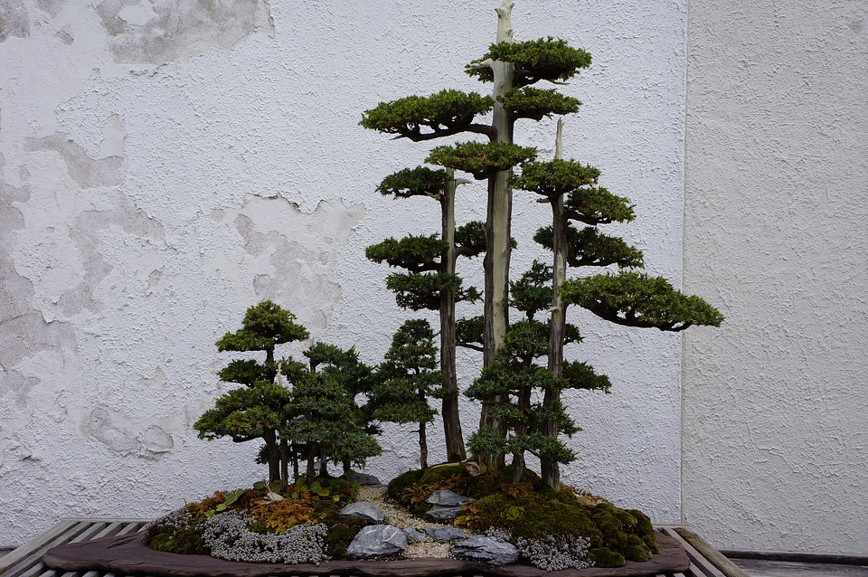 Pot Planting