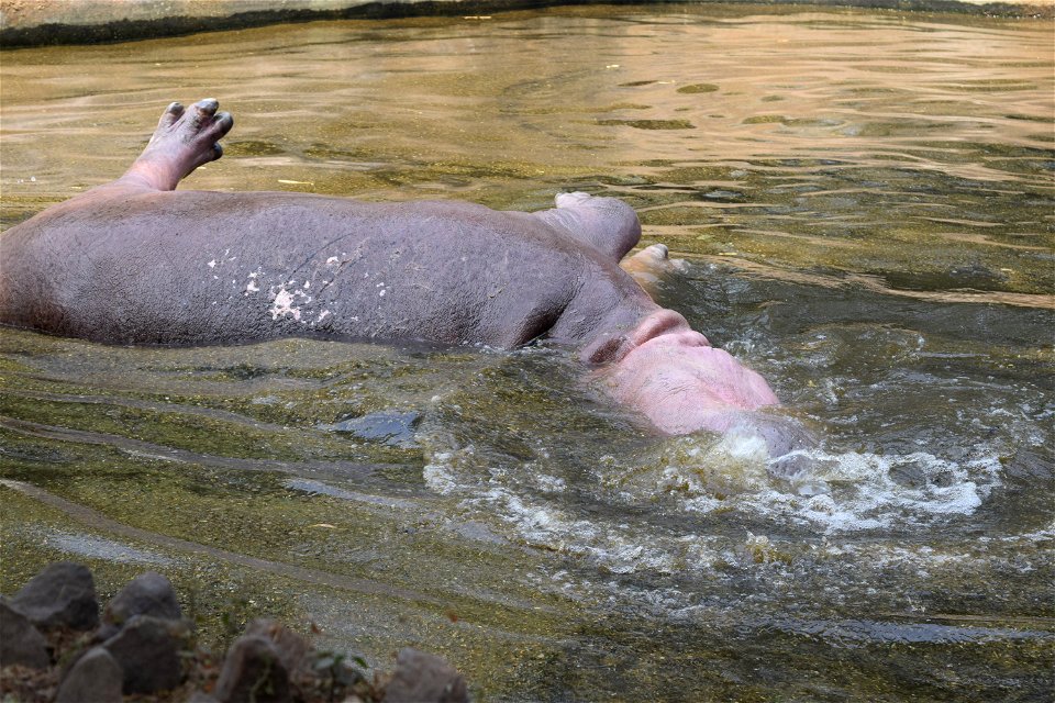 Hippopotamus amphibius