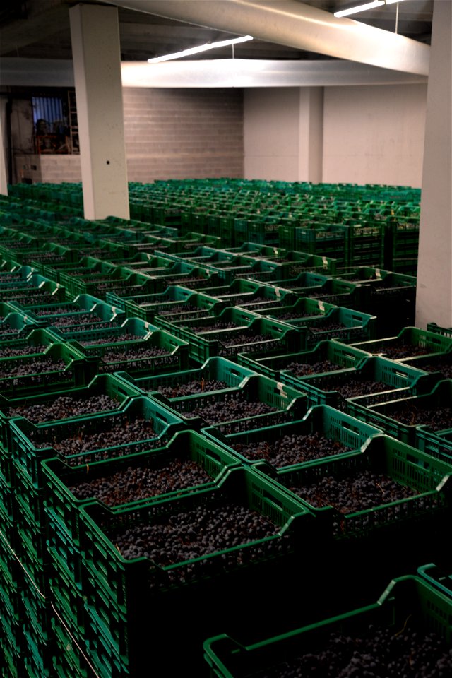 Il Fruttaio | Lorenzo Fidora