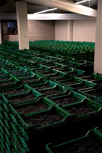 Il Fruttaio | Lorenzo Fidora