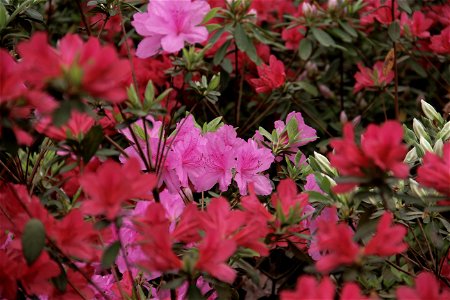 Azaleas at WRAL Gardens