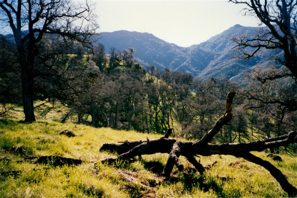 HAYES-M.D. A NORTHEAST RIDGE
