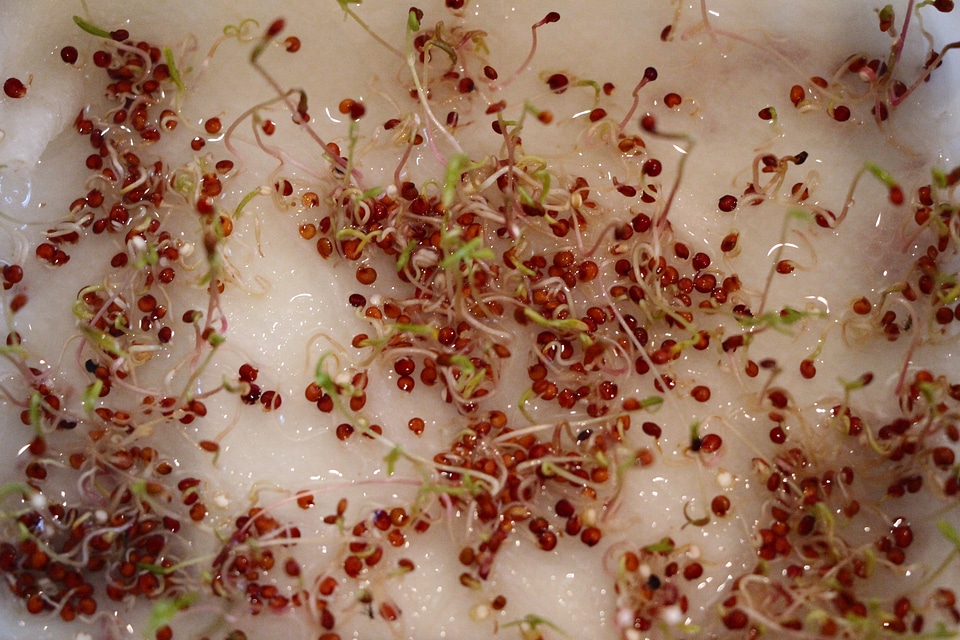 Sprouted alfalfa seeds