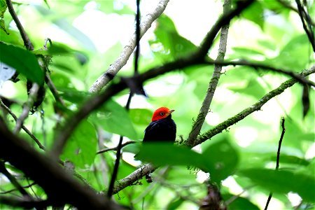 Red Capped-Manakin