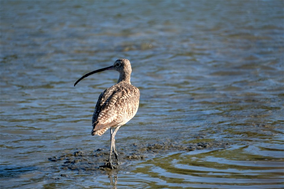 Long Billed Curlew, Corte Madera, California
