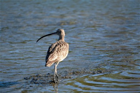 Long Billed Curlew, Corte Madera, California photo