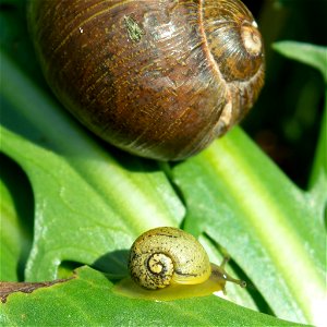 Green Garden Snails (Cantareus apertus) photo