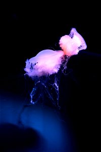 京都水族館 / Kyoto Aquarium