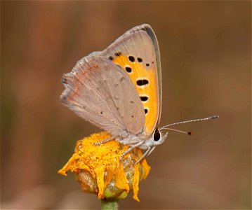 Small Copper photo