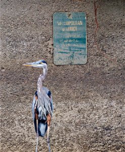 heron waiting for the bus in Hartford photo