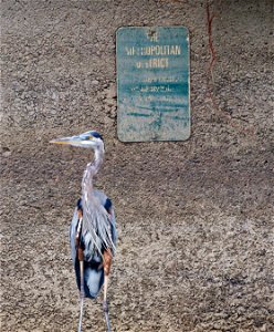 heron waiting for the bus in Hartford
