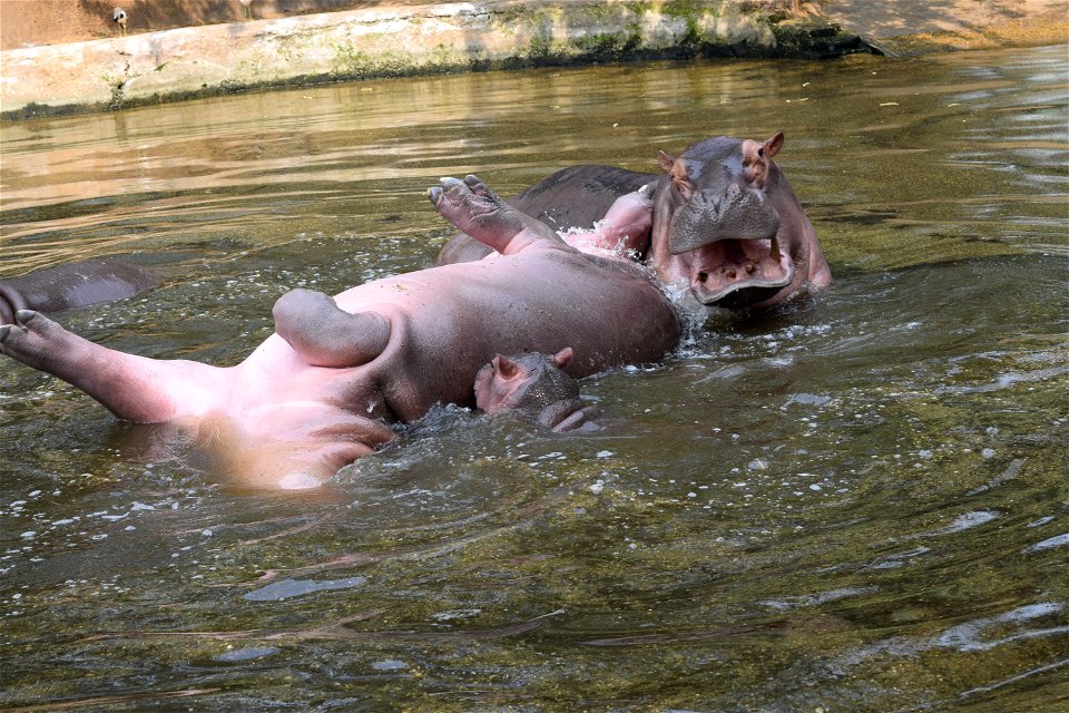 Hippopotamus amphibius