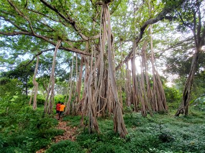 KIng of tree