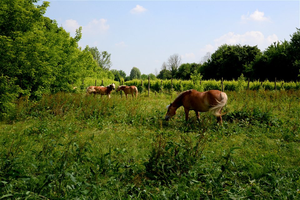Animali Tenuta Civranetta