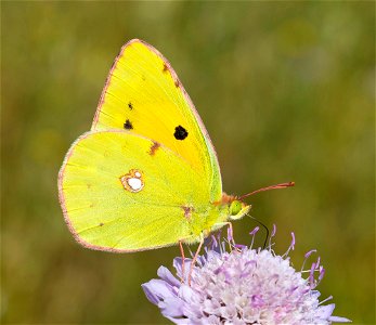 Clouded Yellow (Colias croceus) photo
