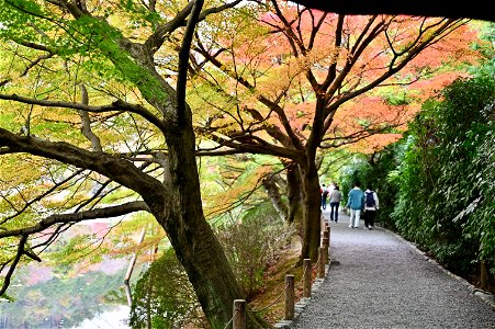 京都龍安寺/Kyoto Ryoanji