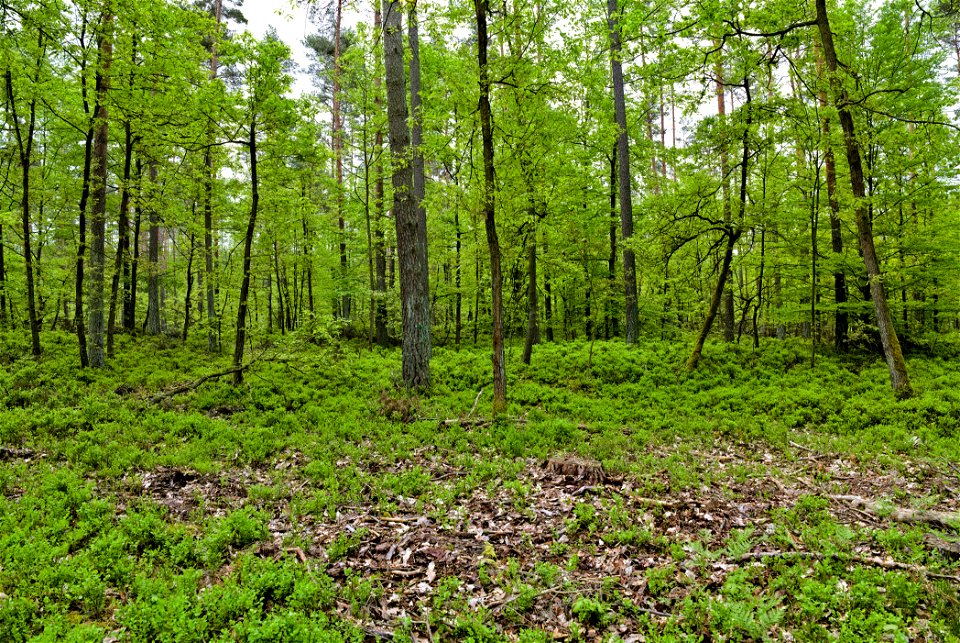 LSG Fürstenberger Wald- und Seengebiet 04