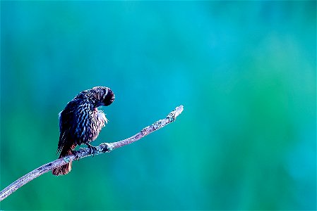 female red winged blackbird at dawn canoe meadows photo