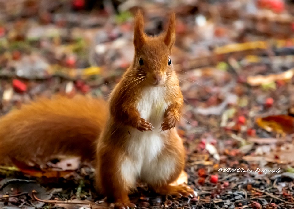 Red squirrel