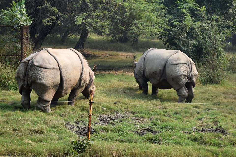 Rhinoceros unicornis