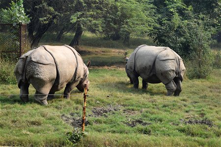 Rhinoceros unicornis